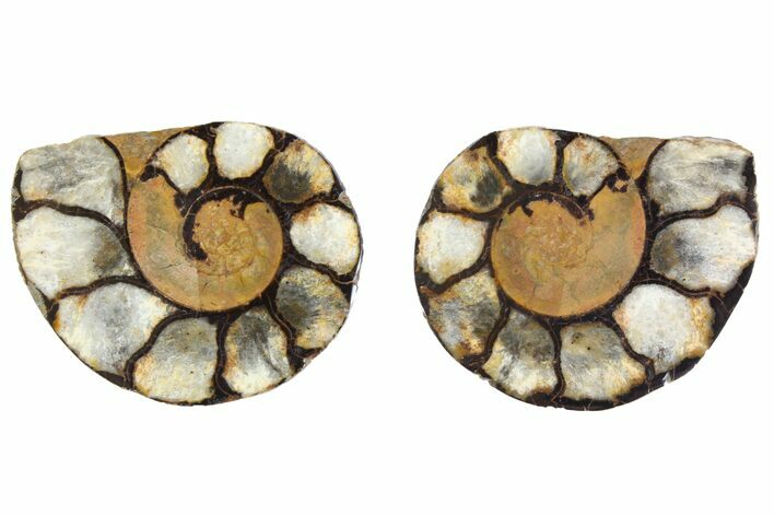 Sliced, Iron Replaced Fossil Ammonite - Morocco #138030